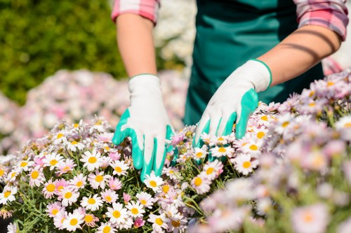 Healthy lawn care as part of garden maintenance in Waddon