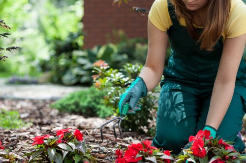 Seasonal hedge maintenance in Waddon for a balanced garden finish