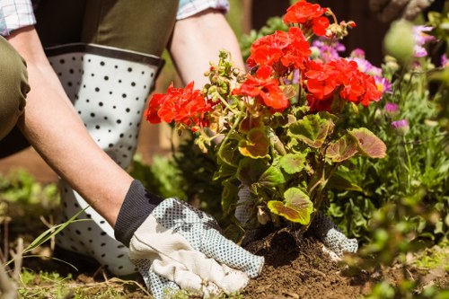 Seasonal lawn care treatment in Waddon garden