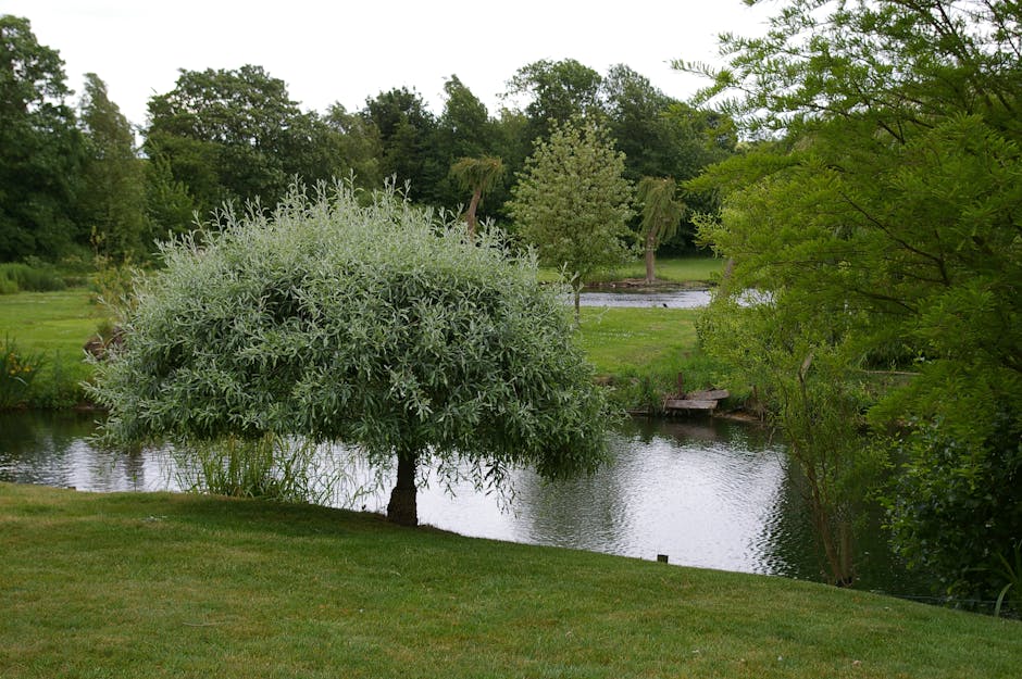 A serene garden scene featuring a small pond with gently rippling water, bordered by lush green grass and various trees. In the foreground, a prominent tree with silvery-green foliage and a narrow tru