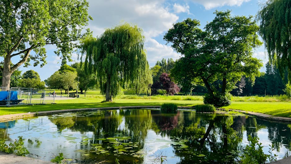 A serene garden scene featuring a small pond with gently rippling water, bordered by lush green grass and various trees. In the foreground, a prominent tree with silvery-green foliage and a narrow tru